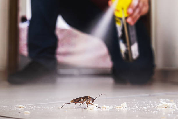 Best Best Pest Control Companies  in Ecru, MS